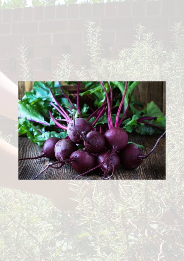 Fresh Bunch of Beetroot