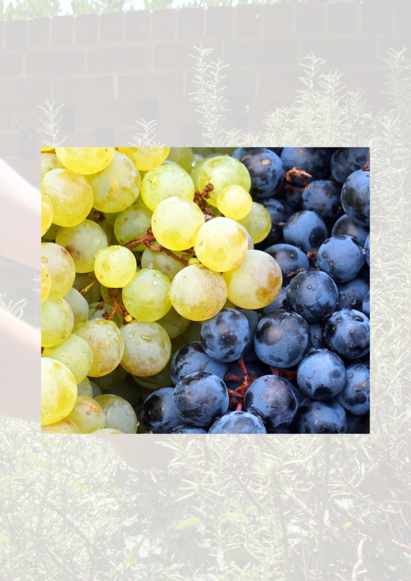 Mixed Grape Punnet