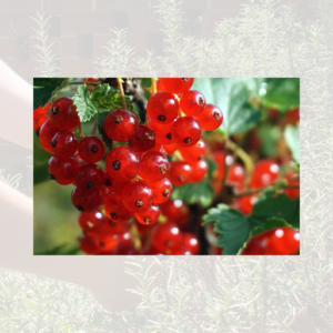 Redcurrants