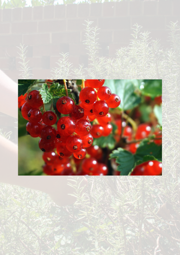 Redcurrants