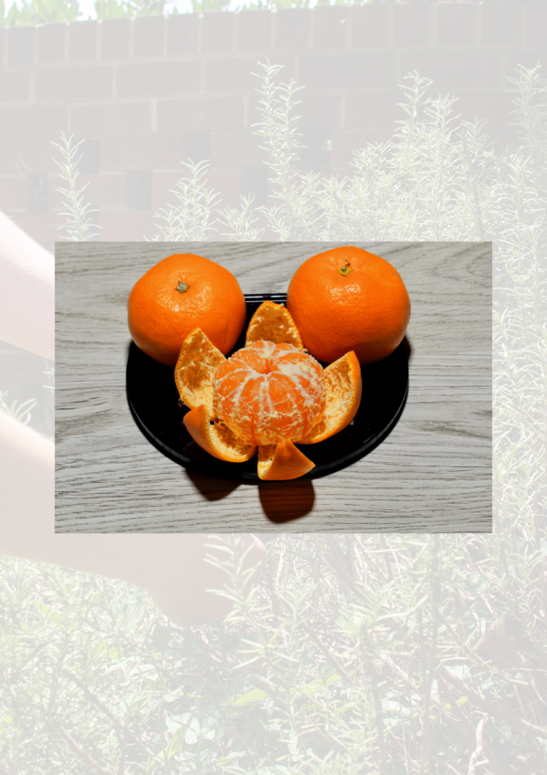 Satsuma