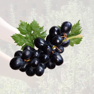 Black Grapes