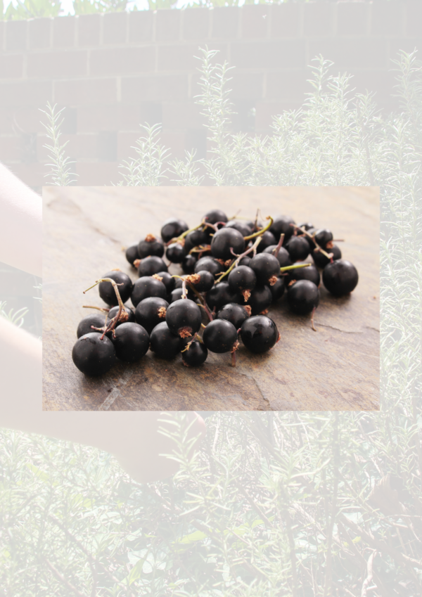 Blackcurrants