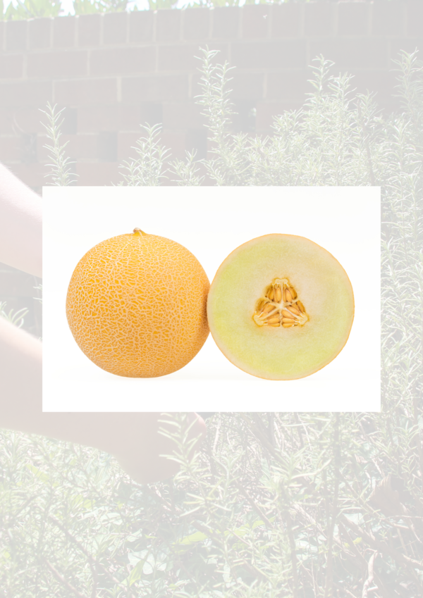 Galia Melon