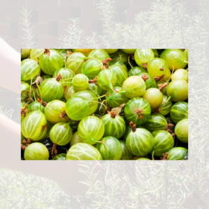 Gooseberries