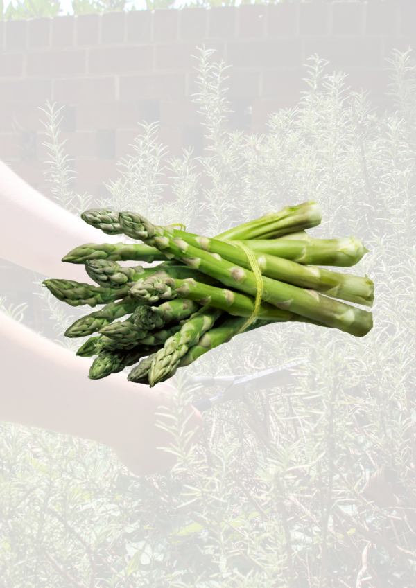 Asparagus