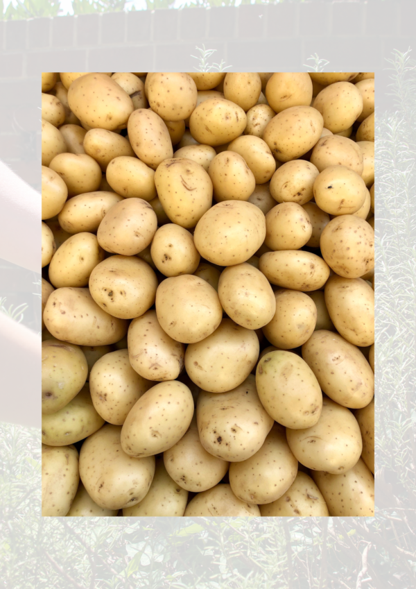 Baby potatoes