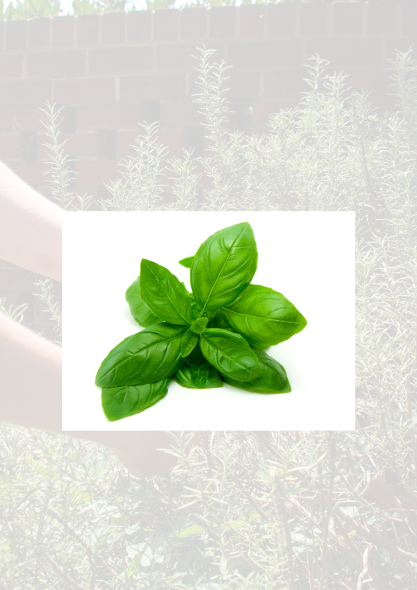 Basil 100g bag