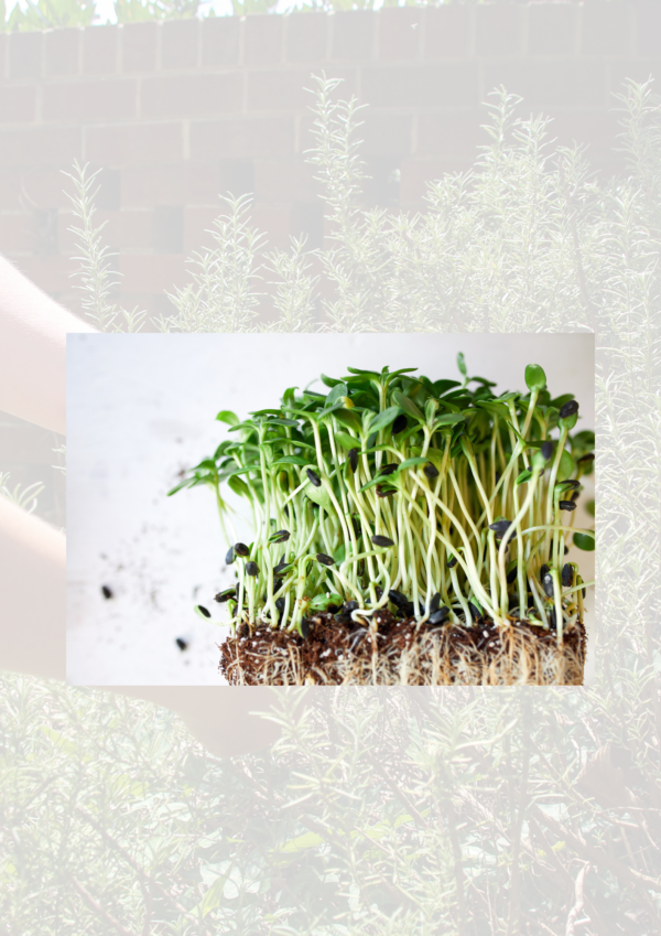 Bean sprouts