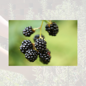 Blackberries