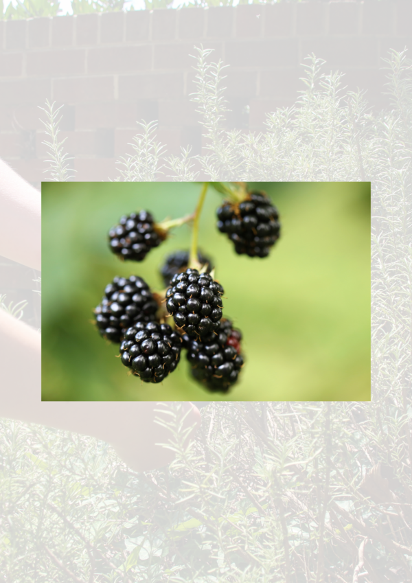 Blackberries