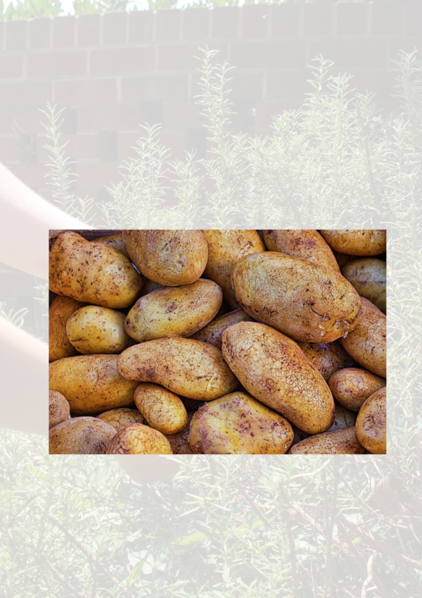 Golden Wonder potatoes 2kg