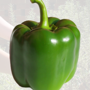 Green Pepper