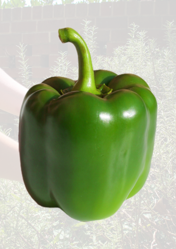 Green Pepper
