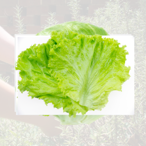Iceberg Lettuce