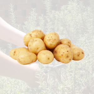 Maris Piper potatoes