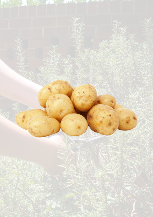 Maris Piper potatoes