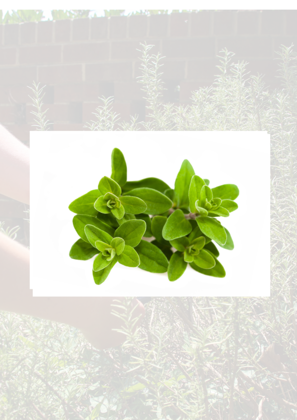 Marjoram 100g bag