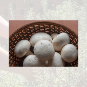 Punnet mushrooms