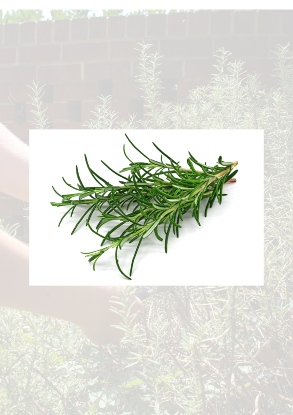 Rosemary 100g bag