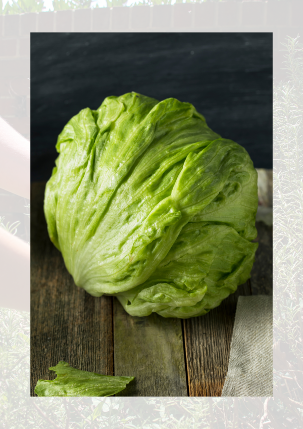 Round lettuce