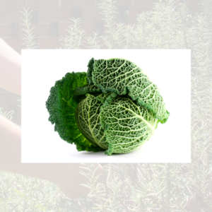 Savoy cabbage