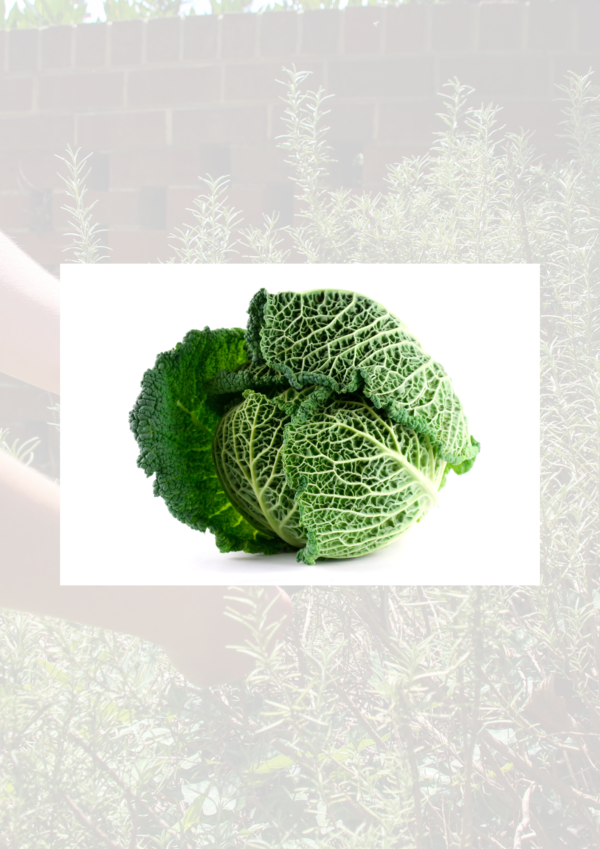 Savoy cabbage