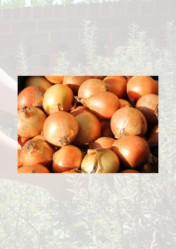 Stock Onions