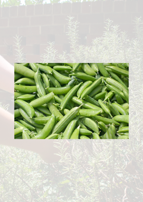 Sugar Snap Peas