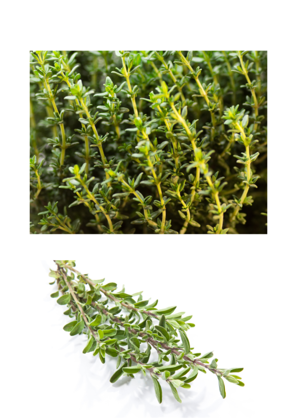 Thyme 100g bag
