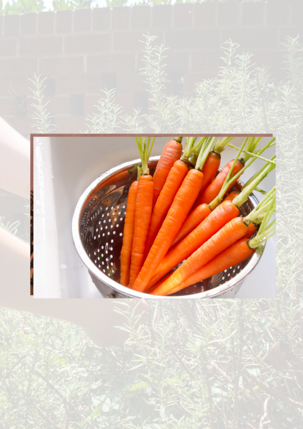 Washed carrots