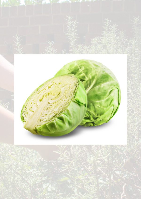 White cabbage