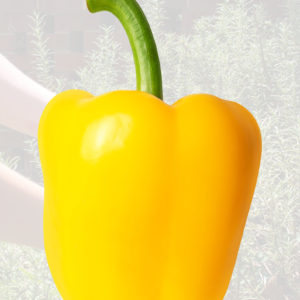 Yellow Pepper