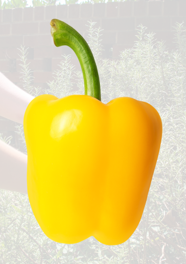 Yellow Pepper