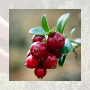 Cranberries