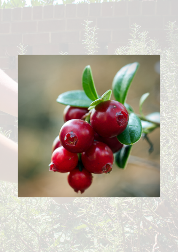 Cranberries