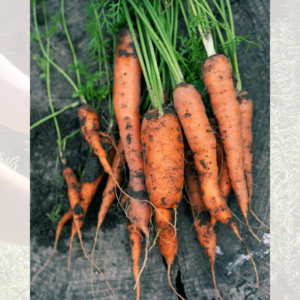 Dirty carrots