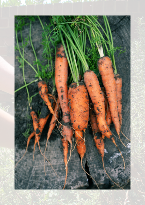 Dirty carrots