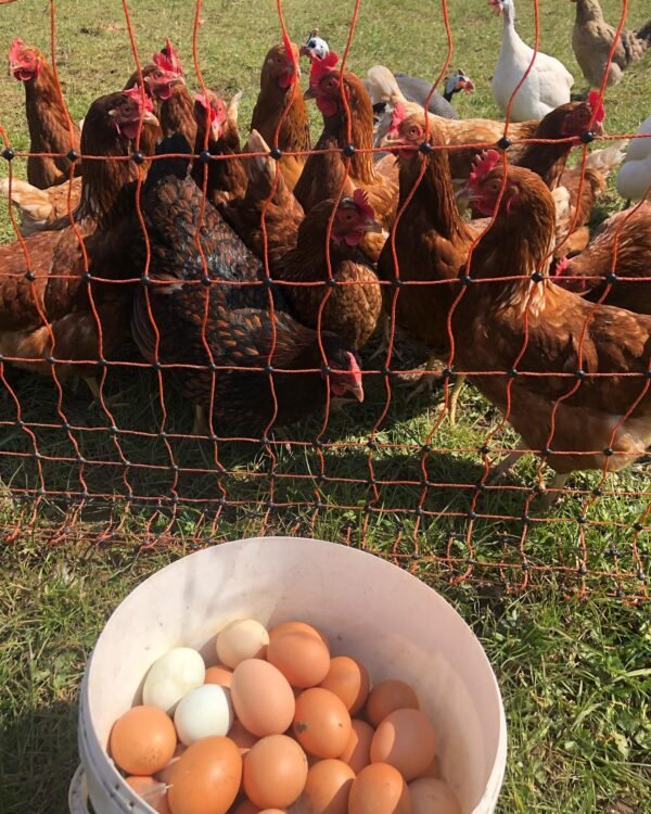 Free Range Eggs