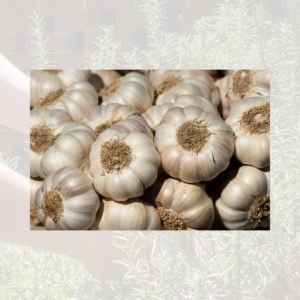 Loose Garlic