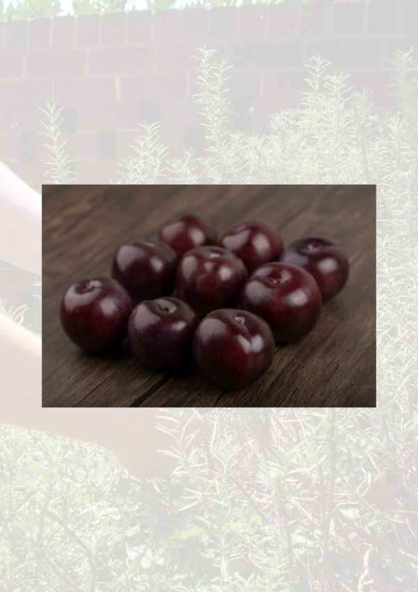 Red Plums