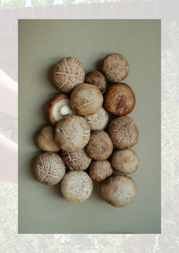 Shiitake Mushrooms