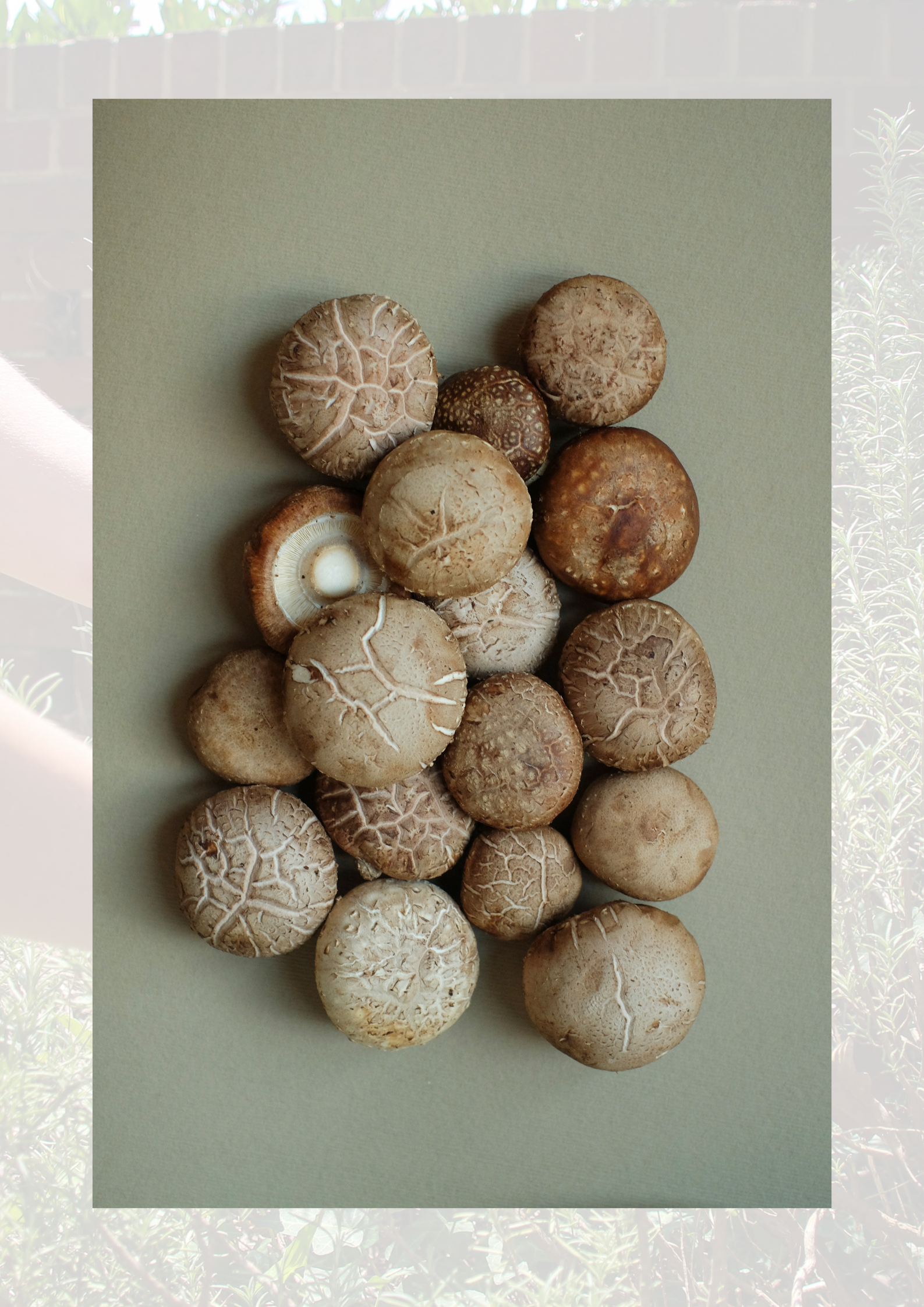Shiitake Mushrooms