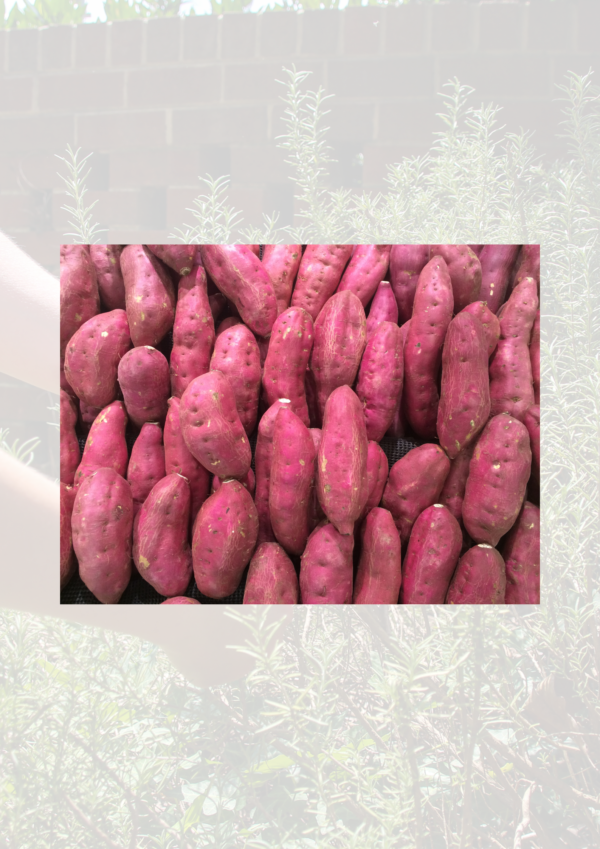 Sweet Potatoes