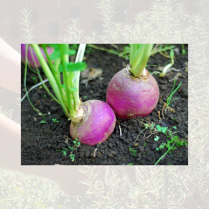 Turnips