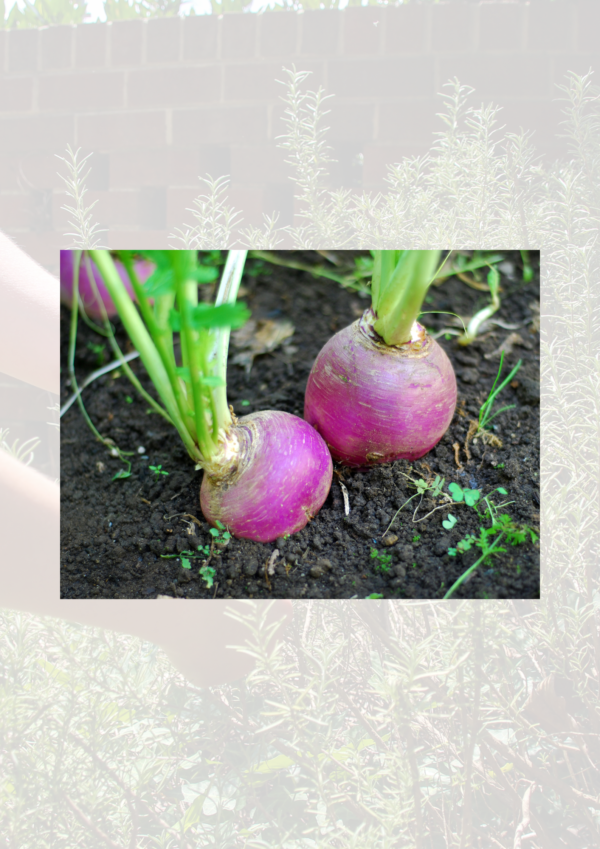 Turnips