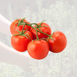 Vine Tomatoes