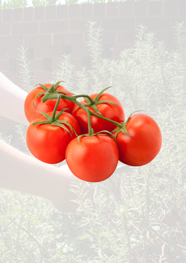 Vine Tomatoes
