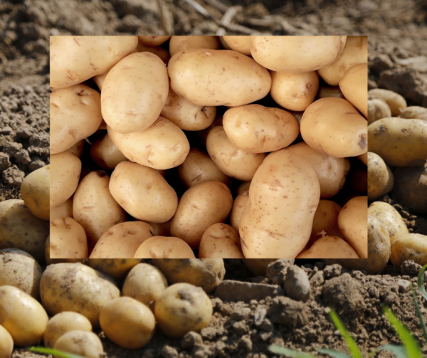 Maris Piper 5Kg
