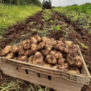 Local Potatoes Bellaghy Mid Ulster